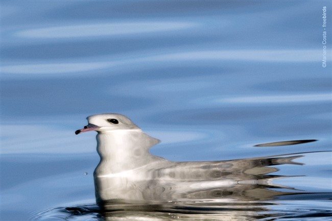 Image title Image description